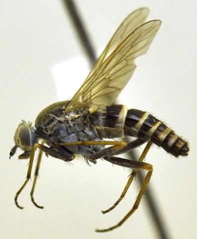 http://www.phorid.net/diptera/lower_brachycera/therevidae/therevidae.html