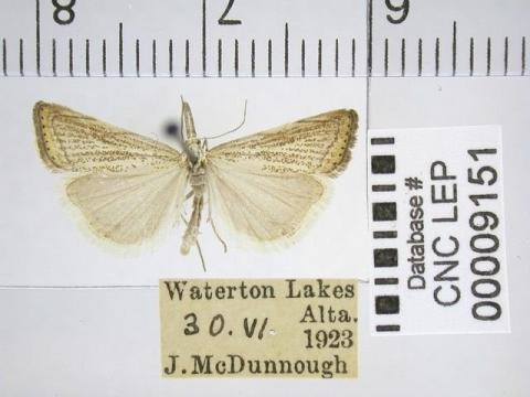 http://entomology.museums.ualberta.ca/searching_species_details.php?s=2865