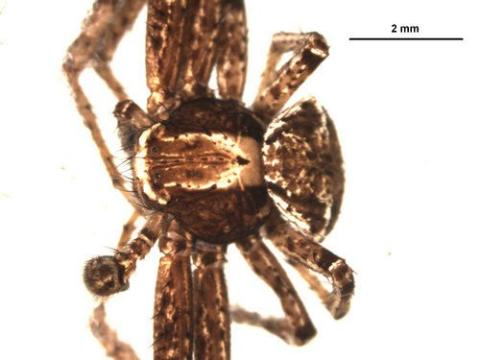 Xysticus ferox (A Ground Crab Spider) | Idaho Fish and Game