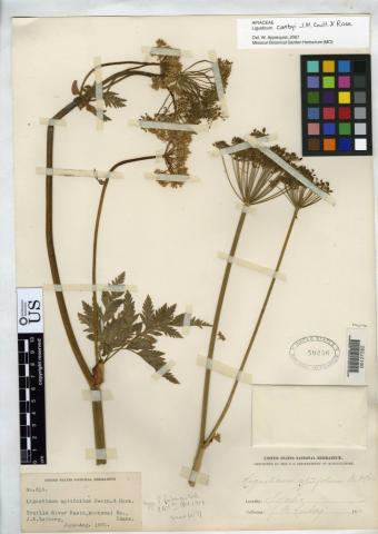 http://collections.mnh.si.edu/search/botany/?irn=2107224