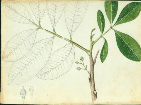 http://collections.mnh.si.edu/search/botany/?irn=10272725
