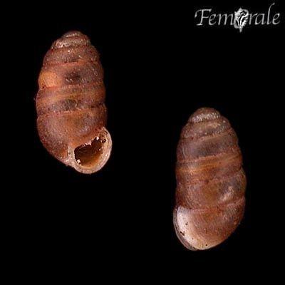http://www.femorale.com/shellphotos/detail.asp?species=Pupilla%20muscorum%20(L.,%201758)