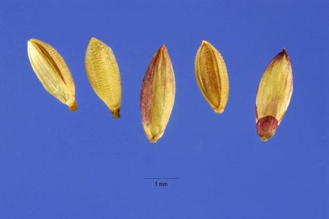 http://plants.usda.gov/java/largeImage?imageID=urma3_001_ahp.tif