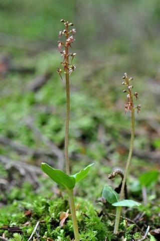 http://www.biopix.com/lesser-twayblade-neottia-cordata_photo-99189.aspx