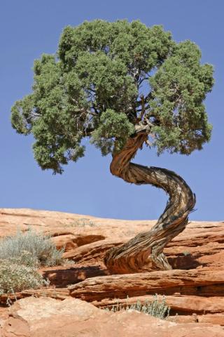 http://commons.wikimedia.org/wiki/File:Tree_Canyonlands_National_Park.jpg