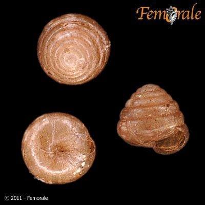 http://www.femorale.com/shellphotos/detail.asp?species=Euconulus%20chersinus%20(Say,%201821)