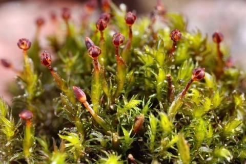 http://www.biopix.com/dusky-rock-moss-andreaea-rothii_photo-54468.aspx