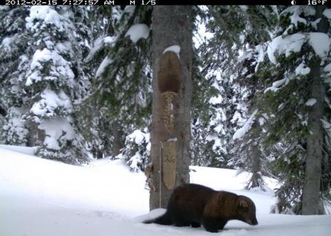 Fisher captured on trail cam
