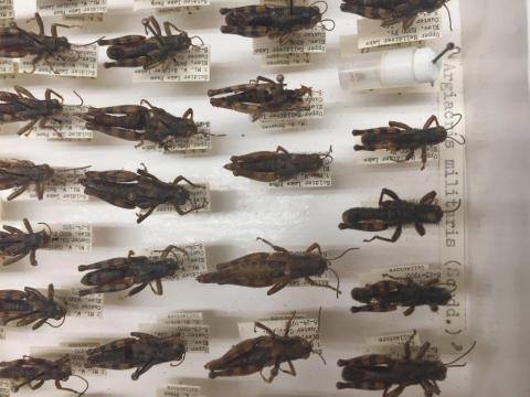 Argiascris militaris