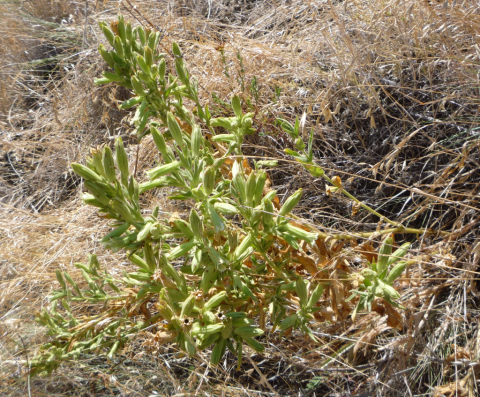 Spalding's Silene (Silene spaldingii)
