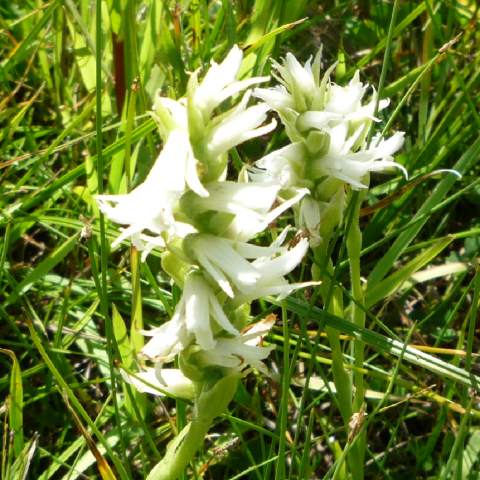Ute Ladies' Tresses (Spiranthes diluvialis)