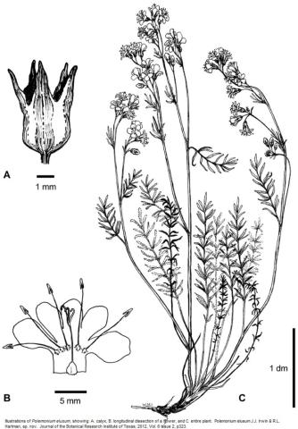 Illustrations of Polemonium elusum, showing: A. calyx, B. longitudinal dissection of a flower, and C. entire plant.