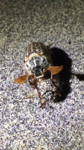 Lined June Beetle, Polyphylla devestiva