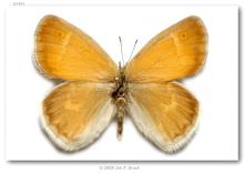 http://butterfliesofamerica.com/images/Nymphalidae/Satyrinae/coenonympha_tullia_inornata/085_Coenonympha_tullia_inornata_F_powerline_cut_near_Monkland_Ontaroa_CAN_09-VI-75_2.jpg