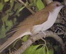 http://commons.wikimedia.org/wiki/File:BlackbilledCuckoo23.jpg