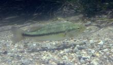 http://commons.wikimedia.org/wiki/File:Largemouth_bass_-_Micropterus_salmoides.jpg
