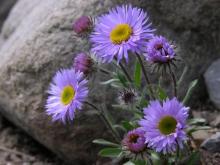 http://www.biopix.com/erigeron-simplex_photo-22658.aspx