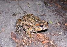 Western Toad (Bufo boreas) - Photo Public Domain by Ryan Killackey, Idaho Fish and Game
