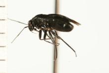 http://www.boldsystems.org/views/taxbrowser.php?taxon=Slaterocoris+atritibialis