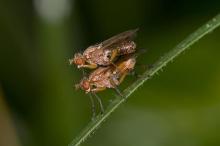 http://www.biopix.com/tetanocera-arrogans_photo-107009.aspx