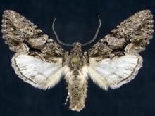 http://mothphotographersgroup.msstate.edu/species.php?hodges=9971