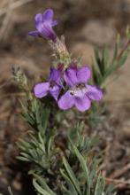 http://commons.wikimedia.org/wiki/File:Penstemon_gairdneri_9248.JPG