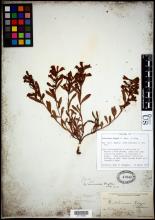http://collections.mnh.si.edu/search/botany/?irn=10604645