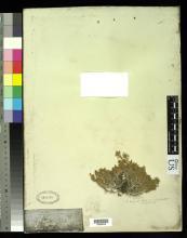 http://collections.mnh.si.edu/search/botany/?irn=10062286