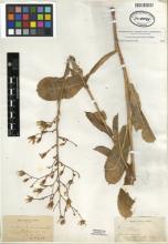 http://images.mobot.org/tropicosdetailimages/Tropicos/027/441465A6-BDE4-4AE8-A354-F2D3BAB06FC1.jpg