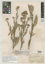 http://collections.mnh.si.edu/search/botany/?irn=2095555