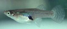 http://commons.wikimedia.org/wiki/File:Mosquitofish.jpg
