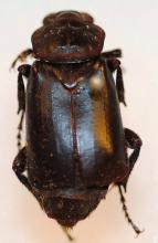 http://www.flickr.com/photos/nhm_beetle_id/4995878002/
