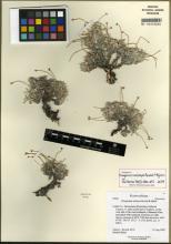 http://images.mobot.org/tropicosdetailimages/Tropicos/260/092998DA-1353-431E-9DBB-16F3A281735C.jpg