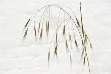 http://www.biopix.com/barren-brome-anisantha-sterilis_photo-111399.aspx