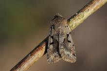 http://www.biopix.com/spotted-cutworm-xestia-c-nigrum_photo-89316.aspx