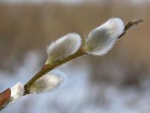 http://www.biopix.com/common-osier-salix-viminalis_photo-9546.aspx