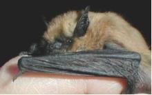 http://commons.wikimedia.org/wiki/File:Myotis_ciliolabrum.jpg