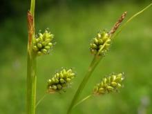 http://www.biopix.com/pale-sedge-carex-pallescens_photo-34372.aspx