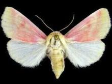 http://mothphotographersgroup.msstate.edu/species.php?hodges=11164