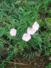 http://commons.wikimedia.org/wiki/File:Calystegia_pubescens1.jpg