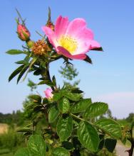 http://commons.wikimedia.org/wiki/File:Rosa_rubiginosa_mit_einigen_Knospen-2.jpg