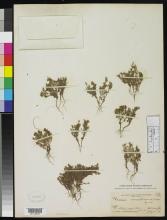 http://collections.mnh.si.edu/search/botany/?irn=2086323