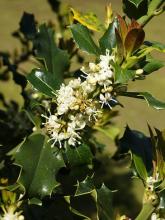 http://commons.wikimedia.org/wiki/File:Ilex_aquifolium_(flowers).jpg