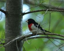 http://animaldiversity.ummz.umich.edu/site/resources/phil_myers/ADW_birds_3_4_03/rb grosbeak0670.jpg/medium.jpg