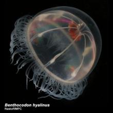 http://www.arcodiv.org/watercolumn/cnidarian/Benthocodon_hyalinus.html