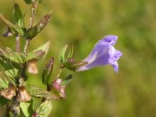 http://www.biopix.com/skullcap-scutellaria-galericulata_photo-26791.aspx