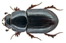 https://www.flickr.com/photos/coleoptera-us/15098840787/