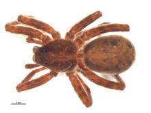 http://www.boldsystems.org/views/taxbrowser.php?taxon=Pardosa+dorsuncata
