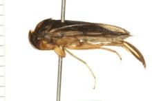 http://www.boldsystems.org/views/taxbrowser.php?taxon=Hesperocorixa+laevigata