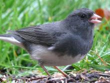 http://commons.wikimedia.org/wiki/File:Dark-eyed_Junco-27527-3.jpg